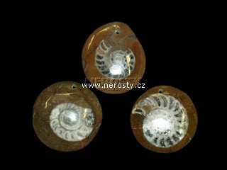 amonit, gonioclymenia sp.