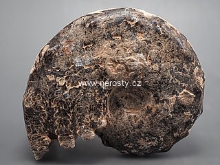 amonit, mammites nodosoides