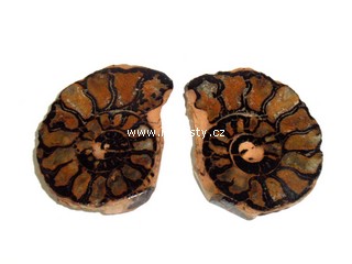 amonit, discoclymenia sp.