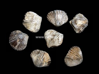 ramenonožec, phylum brachiopoda