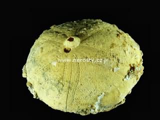 ježovka, echinolampas sp.