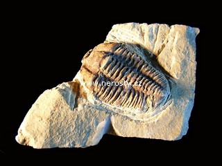 trilobit, více neurčeno