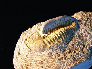 trilobit, více neurčeno