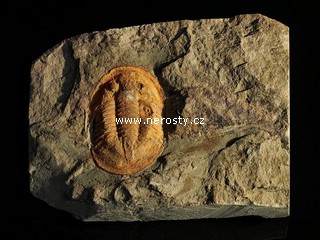 trilobit, asaphus sp.