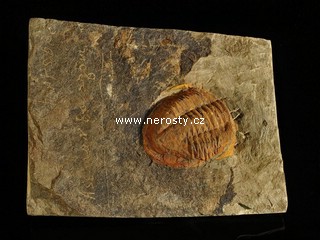 trilobit, asaphus sp.