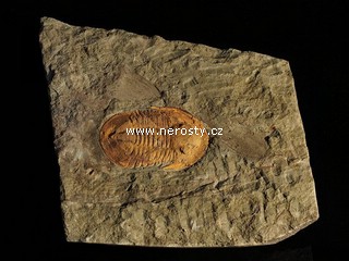 trilobit, asaphus sp.