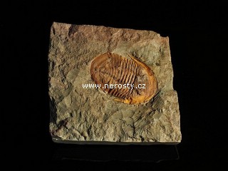 trilobit, asaphus sp.