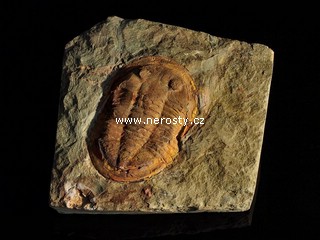 trilobit, asaphus sp.