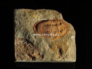 trilobit, asaphus sp.