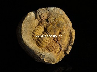 trilobit, asaphus sp.