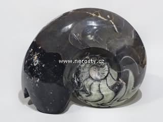 goniatit, leštěná fosílie