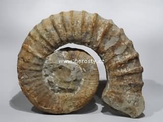 amonit, tropaeum sp.