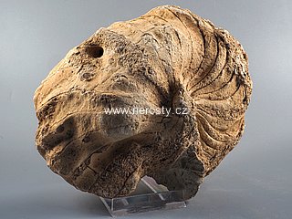 loděnka, nautilus sp.