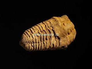 trilobit, flexicalymene