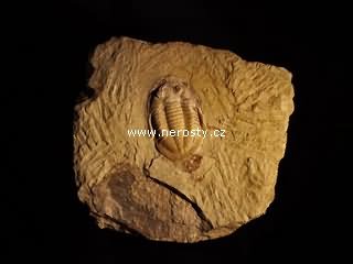 trilobit, basilicus sp.