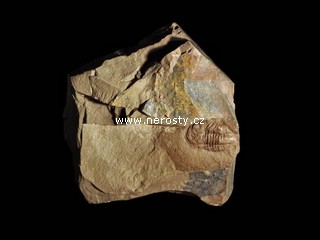 trilobit, symphysurus rouvillei