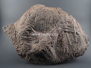 lilijce, scyphocrinus