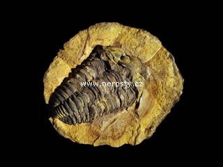 trilobit, diacalymene