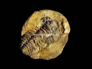 trilobit, diacalymene