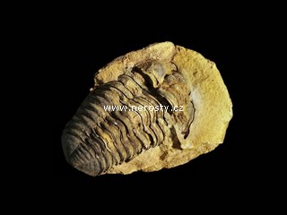 trilobit, diacalymene