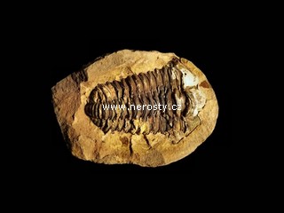 trilobit, diacalymene