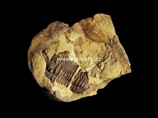 trilobit, diacalymene