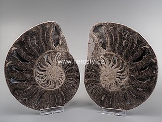 amonit, choffaticeras segne