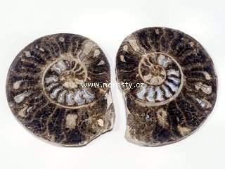 amonit, choffaticeras segne