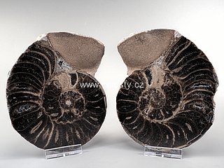 amonit, mammites nodosoides