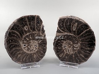 amonit, mammites nodosoides