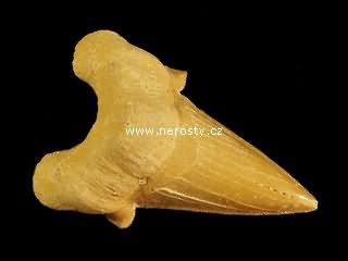 zub, otodus obliquus