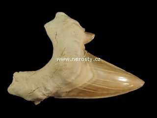 zub, otodus obliquus