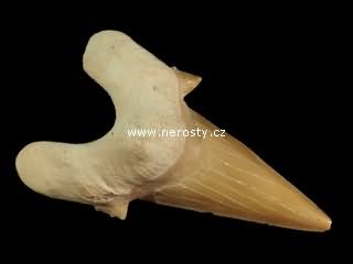 zub, otodus obliquus