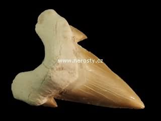 zub, otodus obliquus