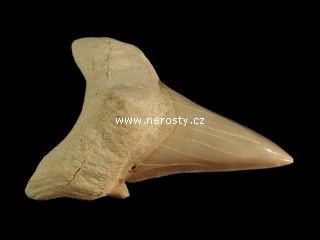 zub, otodus obliquus