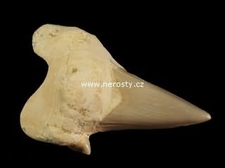 zub, otodus obliquus