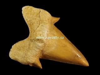 zub, otodus obliquus