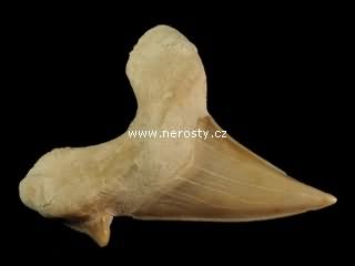 zub, otodus obliquus