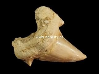 zub, otodus obliquus