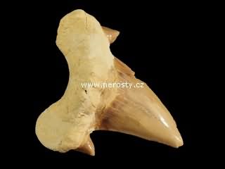 zub, otodus obliquus