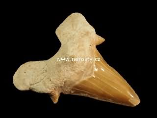 zub, otodus obliquus