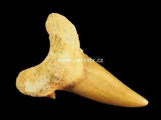 zub, otodus obliquus