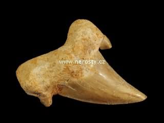 zub, otodus obliquus