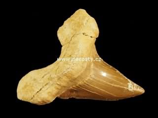 zub, otodus obliquus