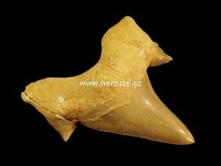 zub, otodus obliquus