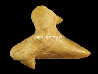 zub, otodus obliquus