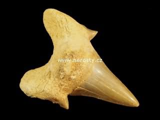 zub, otodus obliquus