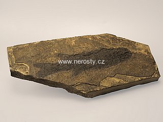 ryba, paramblypterus sp.