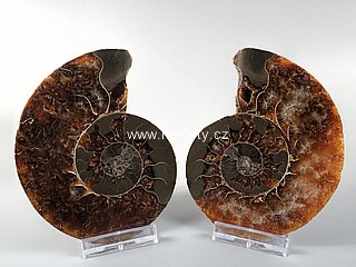 amonit, cleoniceras sp.