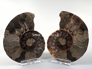 amonit, cleoniceras sp.